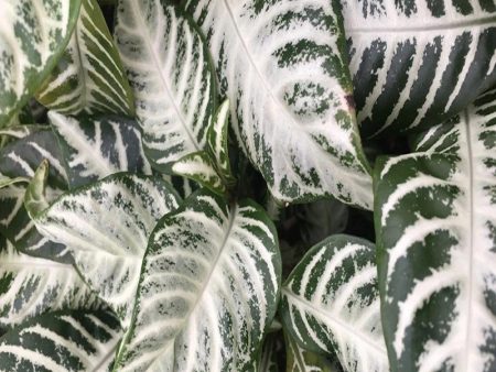 Snow White Zebra Plants Online Hot Sale