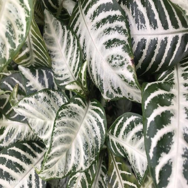 Snow White Zebra Plants Online Hot Sale