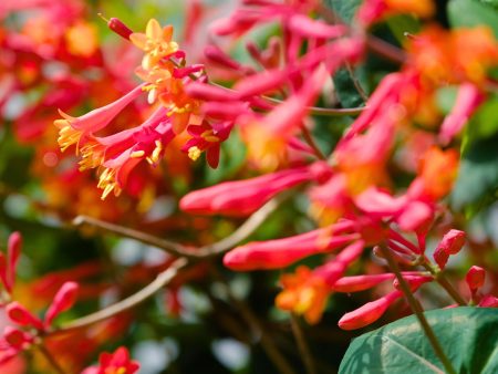 Coral Honeysuckle Vine Supply