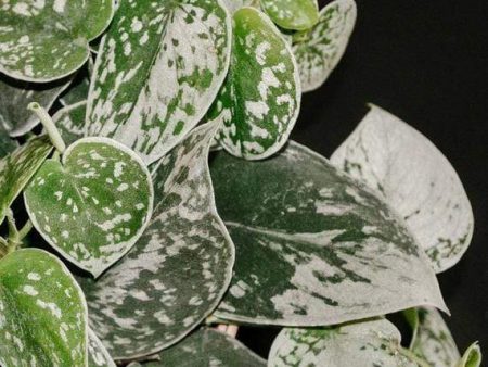 Silvery Ann Pothos Plants Fashion