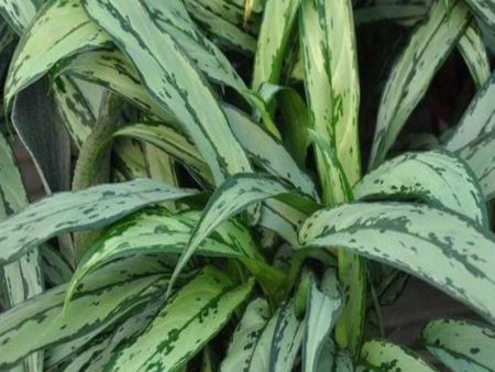 Aglaonema Cutlass Chinese Evergreen Plants Online Sale