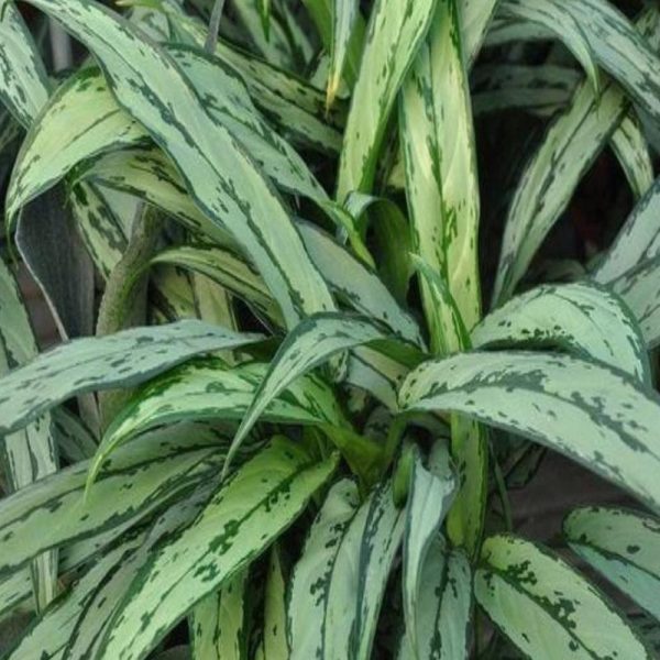 Aglaonema Cutlass Chinese Evergreen Plants Online Sale