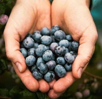 3-in-1 Blueberry Bush (Northern Highbush) Fashion