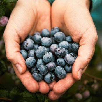 3-in-1 Blueberry Bush (Northern Highbush) Fashion