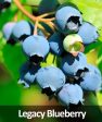 3-in-1 Blueberry Bush (Northern Highbush) Fashion