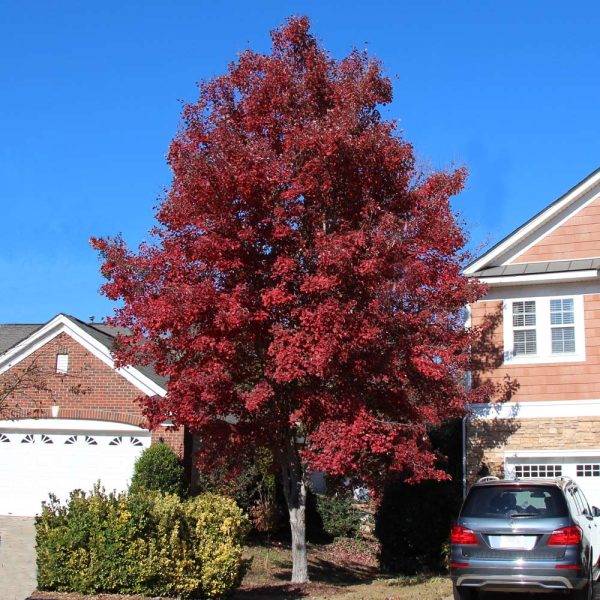 American Red Maple Tree Hot on Sale