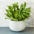 Bird s Nest Fern Online Sale