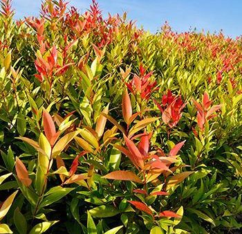 Red Leaf Tea Plant For Discount