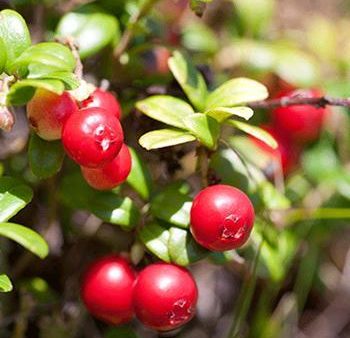 Stevens Cranberry Plant - USDA Organic Online