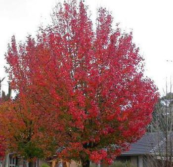 Autumn Blaze Flowering Pear Tree Online now