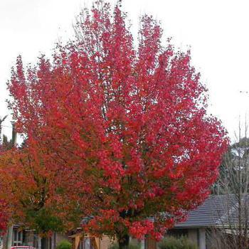 Autumn Blaze Flowering Pear Tree Online now