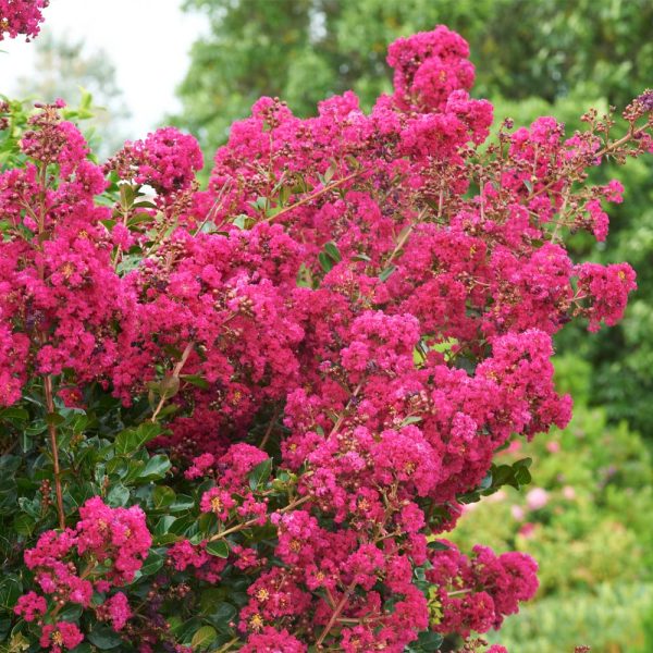 Tonto Crape Myrtle Tree Online