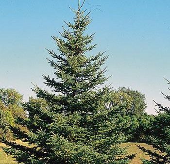 White Spruce Tree Hot on Sale