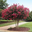 Tonto Crape Myrtle Tree Online