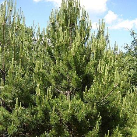 Austrian Pine Tree Online Sale