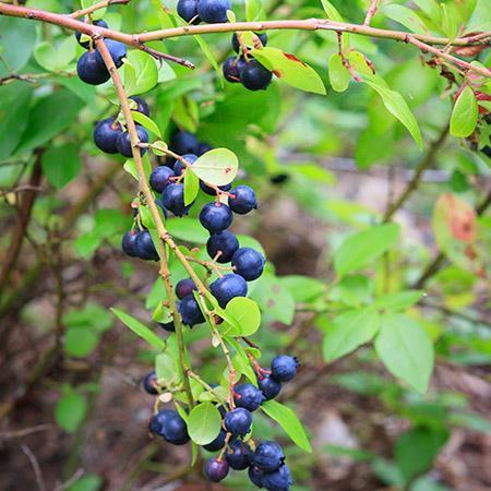 Toro Blueberry Bush - USDA Organic Online now