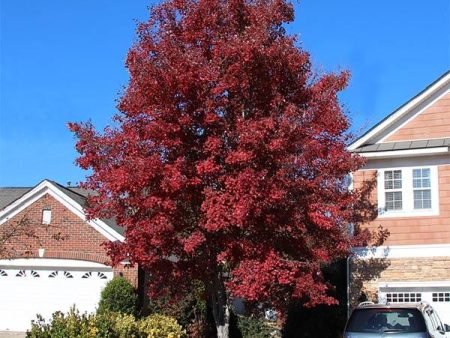 American Red Maple Tree Hot on Sale