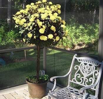 Sunny Knock Out® Rose Tree Online Sale