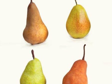 4-in-1 Pear Tree Hot on Sale