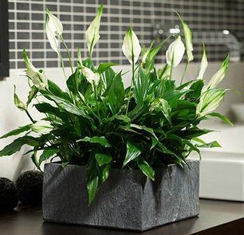 Peace Lily Plant Supply