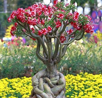 Desert Rose  Adenium  Fashion