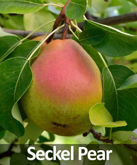 5-in-1 Pear Tree Cheap