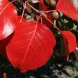 Autumn Blaze Flowering Pear Tree Online now