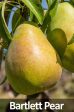 5-in-1 Pear Tree Cheap