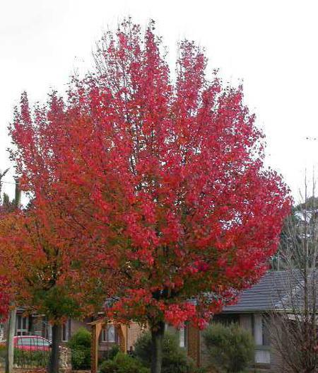 Autumn Blaze Flowering Pear Tree Online now