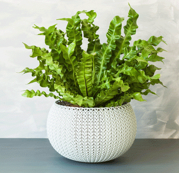 Bird s Nest Fern Online Sale