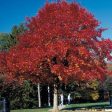 Wildfire Black Gum Tree Cheap