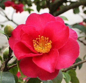 Spring s Promise Camellia Shrub Online Hot Sale