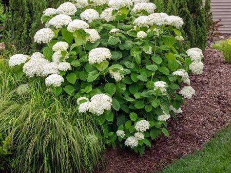 Annabelle Hydrangea Shrub Online now