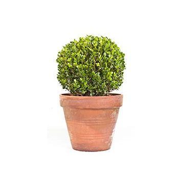 Baby Gem™ Boxwood Shrub on Sale