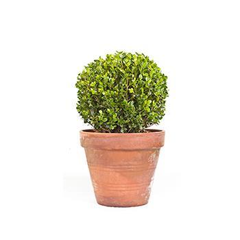 Baby Gem™ Boxwood Shrub on Sale