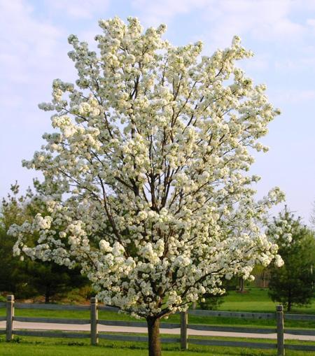 Autumn Blaze Flowering Pear Tree Online now