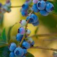 Toro Blueberry Bush - USDA Organic Online now