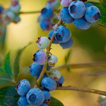 Toro Blueberry Bush - USDA Organic Online now