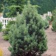 Austrian Pine Tree Online Sale