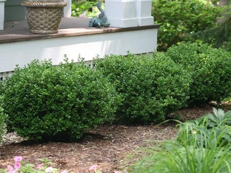 Sprinter® Boxwood Shrub Hot on Sale