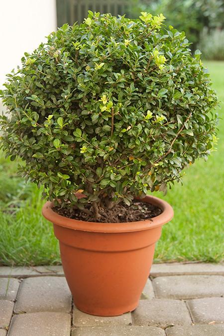 Baby Gem™ Boxwood Shrub on Sale