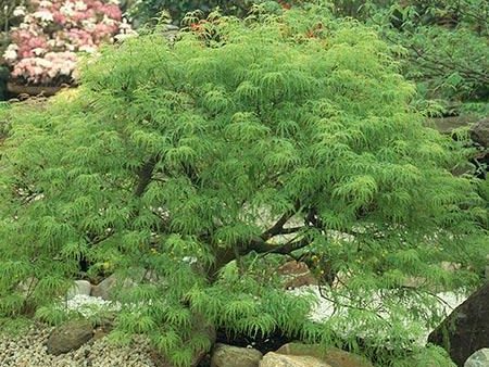 Weeping Japanese Maple  Viridis  Tree Online Sale