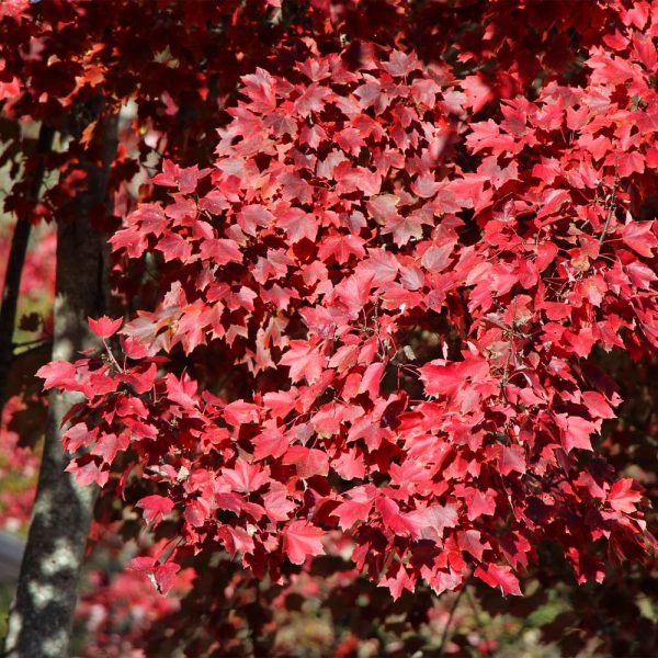 American Red Maple Tree Hot on Sale